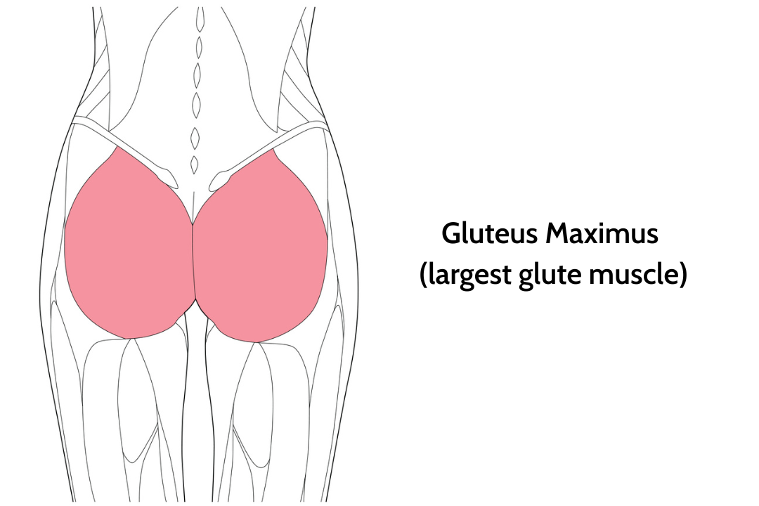 An illustration of the gluteus maximus muscle