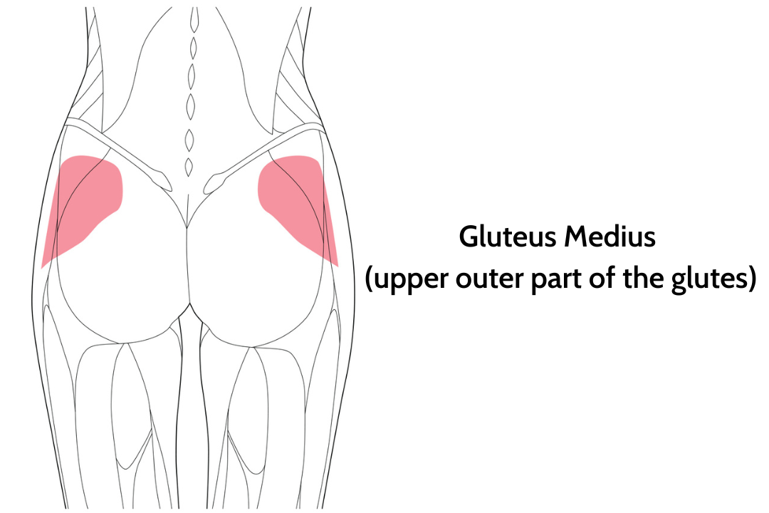 An illustration of the gluteus medius muscle