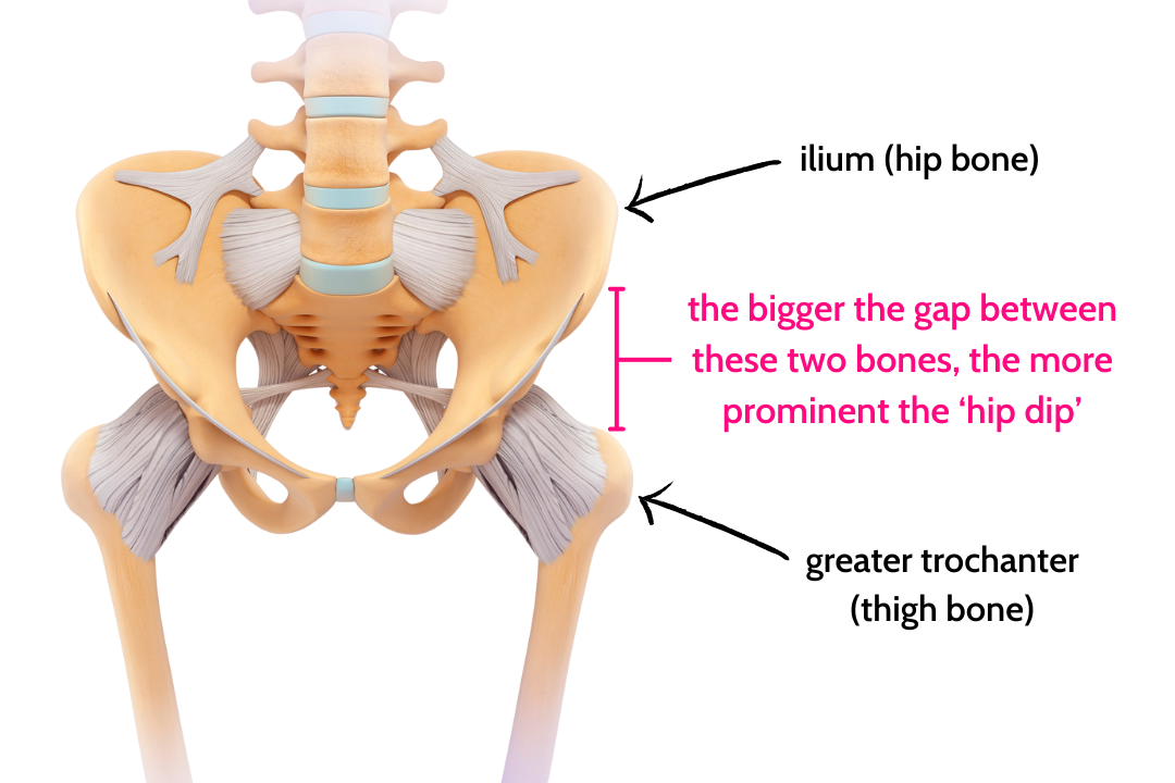 An anatomical diagram of the pelvis and femur bone