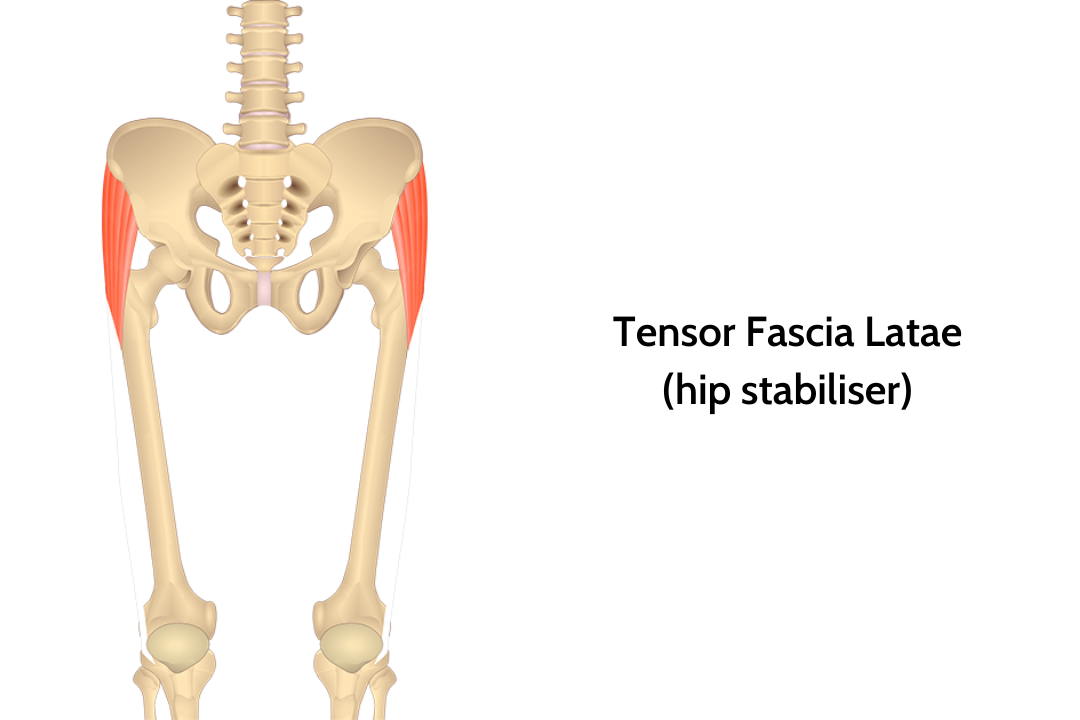 A anatomical diagram of the tensor fascia latae muscle